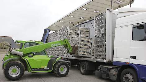 Massale import goedkope Poolse kip zorgt voor vrije val vleeskuikenprijzen