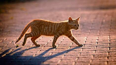 Voor het eerst jonge katjes omgekomen door vogelgriep in ons land