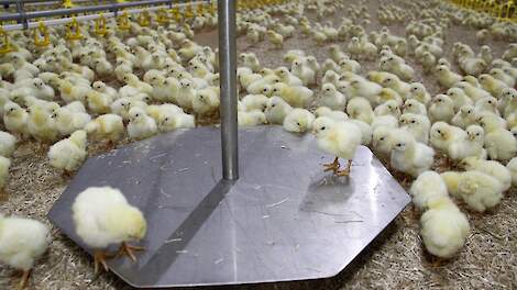 Deelnemersbijdrage IKB Kip blijft gelijk: vleespluimveehouder betaalt 330 euro