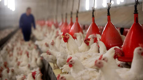 Vogelgriep (aviaire influenza) in Egypte: is een nieuw vaccin het keerpunt?