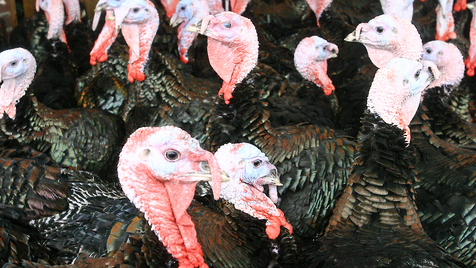 Eigenaren kalkoenhouderij buitengebied Ermelo uitgekocht via LBV-plus