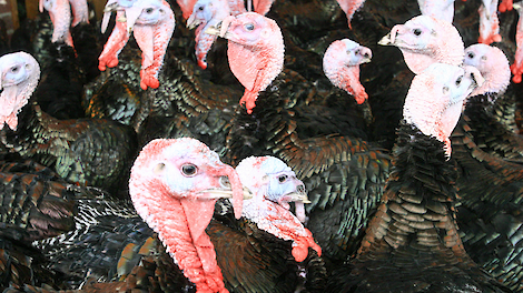 Eigenaren kalkoenhouderij buitengebied Ermelo uitgekocht via LBV-plus