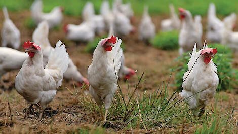 Ophokplicht: Het lukt zonder problemen voor de hennen