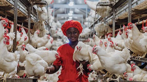 ‘Sommige klanten rijden 25 uur om onze legkuikens te kopen’