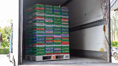 Eierschaarste voor kerstmis vanwege verstoringen door vogelgriep