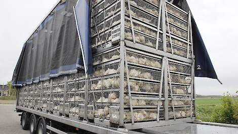 Vlaamse vleeskuikenhouders overwegen tijdelijke leegstand vanwege fors geslonken marges