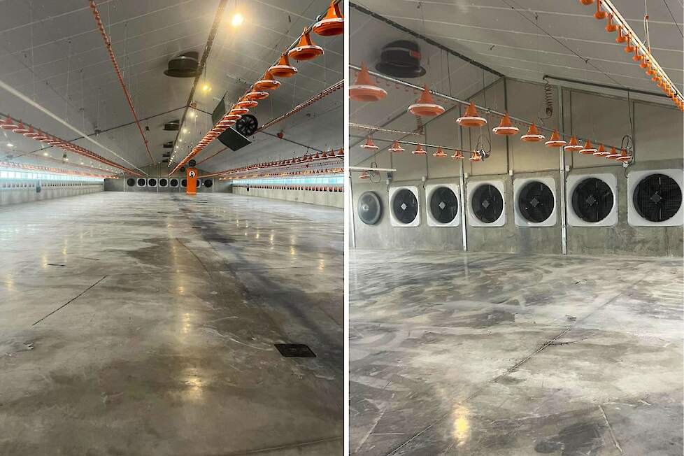 Hygiënische kippenmesterij: de voederpannen en drinklijnen worden voor reiniging omhooggetrokken.