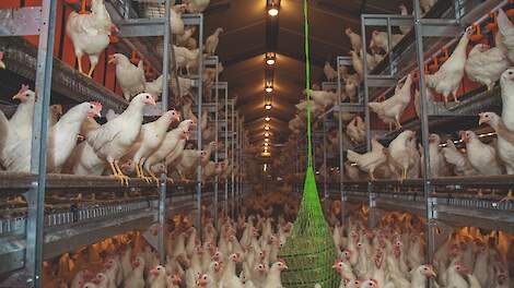 'Inkomensverschillen tussen leghennenhouders groter dan ooit'