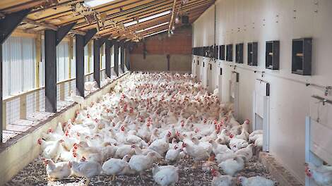 'Inkomensverschillen tot meer dan 350.000 euro bij vleeskuikenhouders'