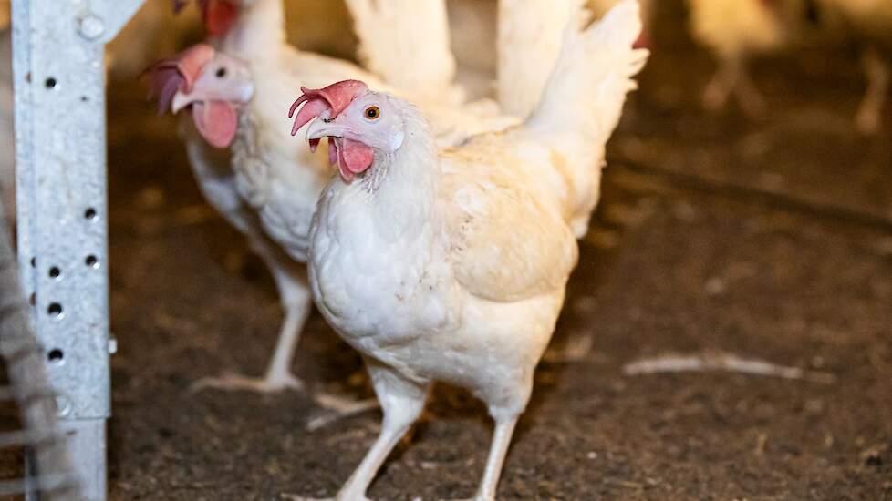 Salmonella Enteritidis Sources: Questionnaire for Unknown Origins