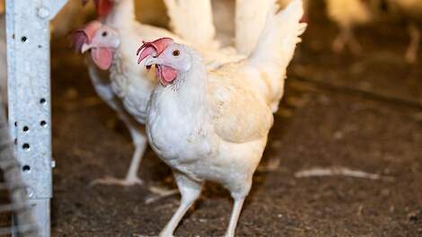 'Insleepbronnen Salmonella Enteritidis onbekend: vul vragenlijst in'