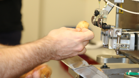 Wiersma spreekt in januari met andere landen over handelsbelemmeringen bij vogelgriepvaccinatie