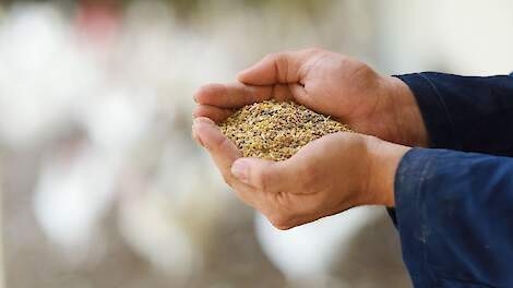 Sterke prestaties door gezonde darmwerking