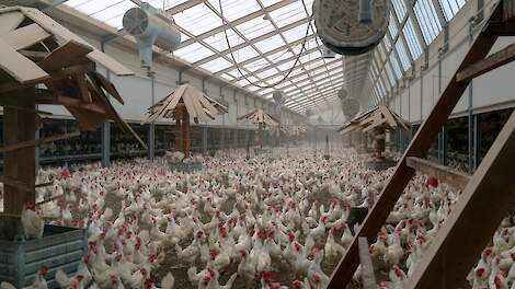 Ruud Zanders twijfelt of hij moet doorgaan met Kipster