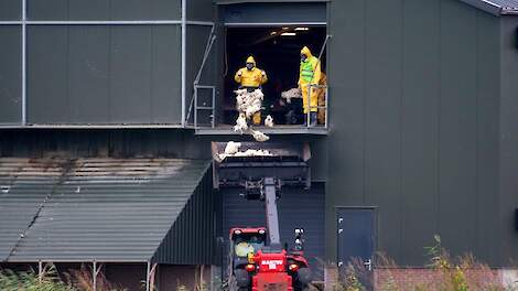Opnieuw vogelgriep in Ysselsteyn