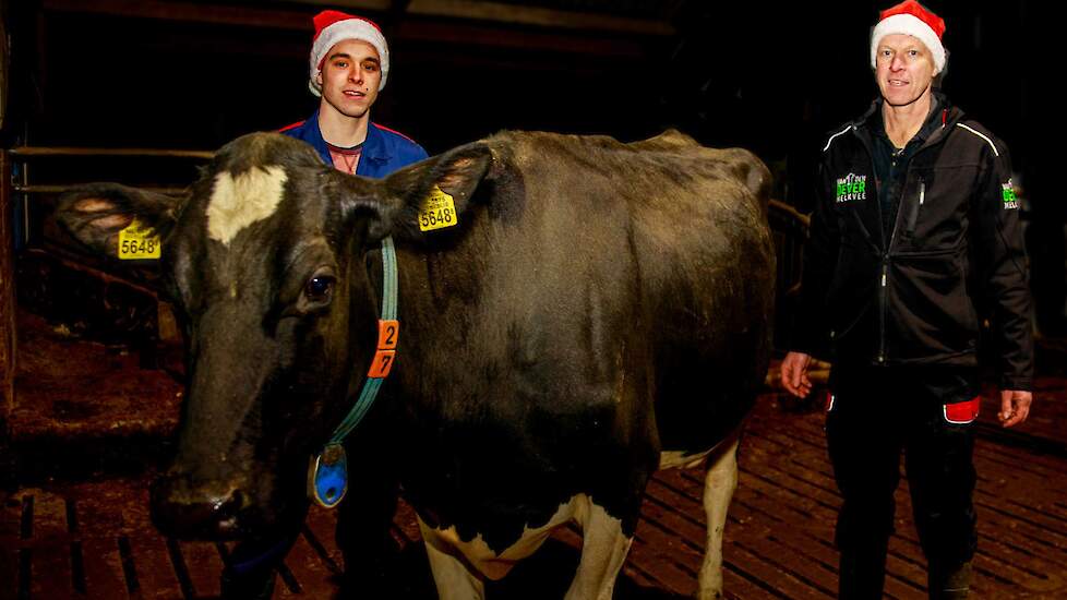 Het werk moet natuurlijk doorgaan. „Dus kerstmuts op en doorwerken”, zegt Bart (links) en zijn vader Joost van den Oever. Bart had de dagen voorafgaand de koeien nog geschoren. „Dan zien ze er toch net wat mooier uit”, lacht hij.