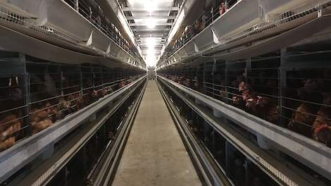 Vogelgriep treft Spaans pluimveebedrijf met 235.000 leghennen