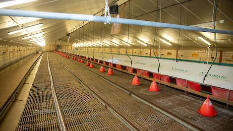 Stichting Stikstofclaim aan Brabantse boeren met oude stal: 'Doe een melding, maar stel voorwaarden'