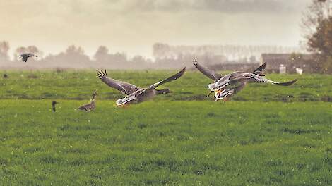'Ik durf soms het land niet meer in omdat je vogelgriepvirus zo mee zou kunnen nemen'