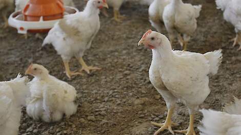 Aantal ILT-uitbraken bij vleeskuikens en leghennen blijft hoog