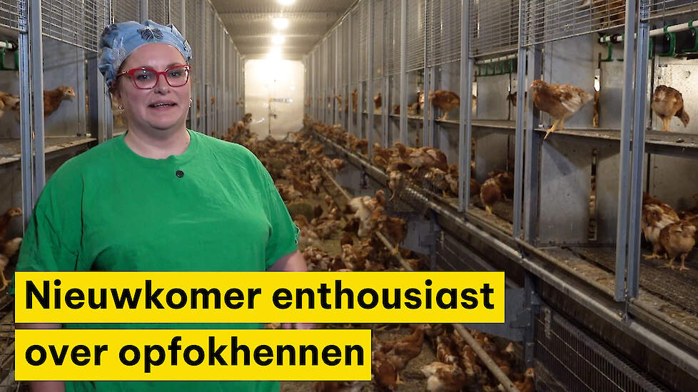 Nieuwkomer enthousiast over opfokhennen