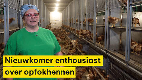 Nieuwkomer enthousiast over opfokhennen