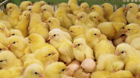 Geen schadevergoeding na vogelgriepuitbraak in Lunteren: 'Schade hoort bij het ondernemersrisico'