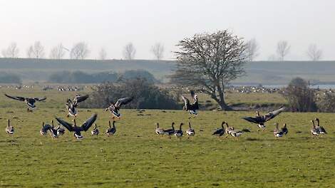 Monitoring op vogelgriep aangescherpt