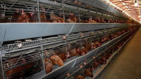 Aanbod kan vraag bij lange na niet bijbenen op snelgroeiende Keniaanse eiermarkt