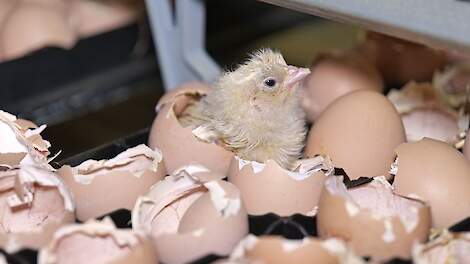 Broederijen houden adem in bij heropening zone Westhoek: 3,5 miljoen eieren ingelegd