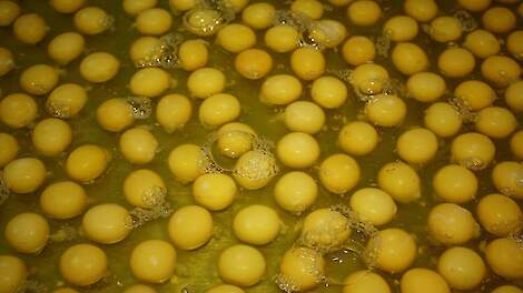 Oekraïense ongestempelde kooi-eieren overspoelen Europese markt