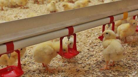 Antibioticagebruik bij vleeskuikens omhoog en bij leghennen omlaag