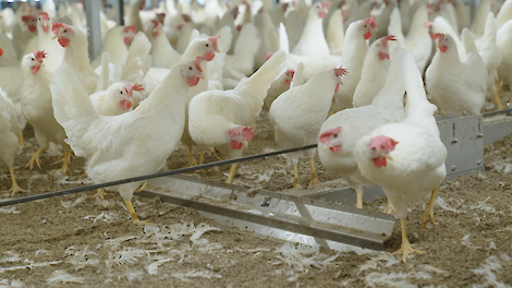 Hoe slim strooiselmanagement bijdraagt aan stalklimaat en diergedrag