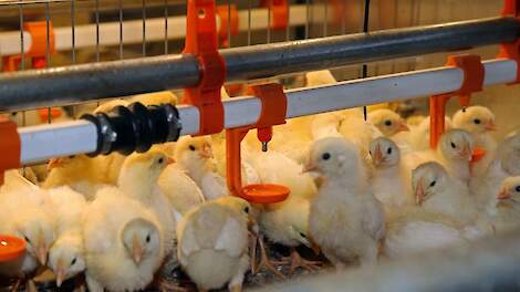 China en Rusland willen minder afhankelijk worden van geïmporteerd fokmateriaal