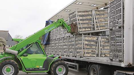 Directeur Heidemark: 'We zijn op zoek naar vleeskuikens'