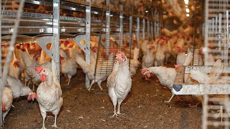 Salmonella Enteritidis bij leghennen afkomstig van verschillende bronnen