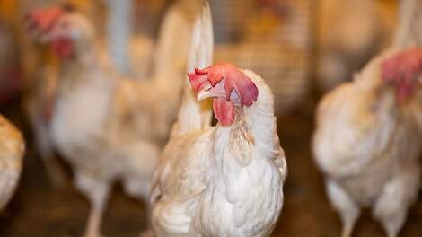 100.000 legkippen in deelstaat Beieren geruimd vanwege de ziekte van Newcastle