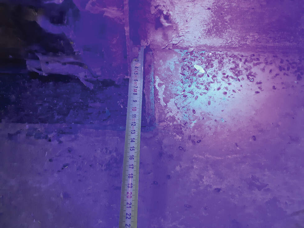 De oplichtende tempexkevers zijn buiten geweest en weer binnen gekomen en mogelijk besmet.