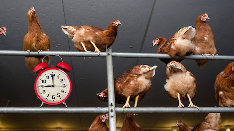 Zomertijd: klok in de stal wel of niet verzetten?