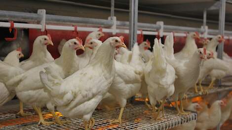 NCD-uitbraken treffen ruim een miljoen kippen in Duitsland