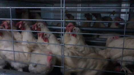 Vogelgriep treft meer dan 200 miljoen kippen in de Verenigde Staten