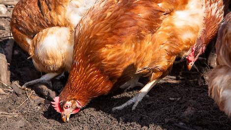 RIVM: wormen belangrijke bron van PFAS in eieren van hobbykippen