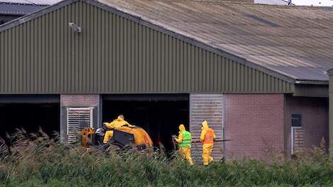 Sanitair Fonds pluimvee onder druk door vele vogelgriepuitbraken in België