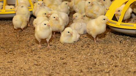 Land van Cuijk haalt bakzeil in zaak cyclusduur vleeskuikenhouder