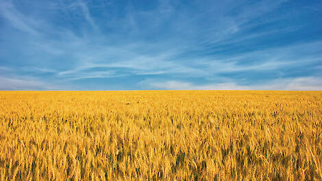 Toetreding Oekraïne: Lastig verhaal voor EU-pluimveesector