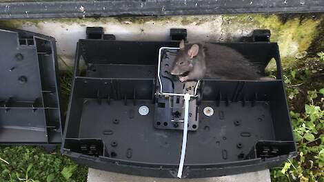 Stelling: Ik ben bereid om een dag(deel) op cursus te gaan als ik daarna zelf ratten en muizen mag bestrijden