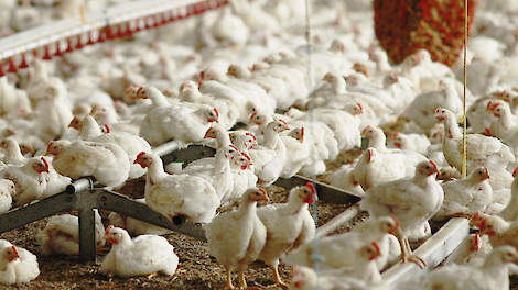 NCD rukt op in Duitsland, infectiedruk hoog