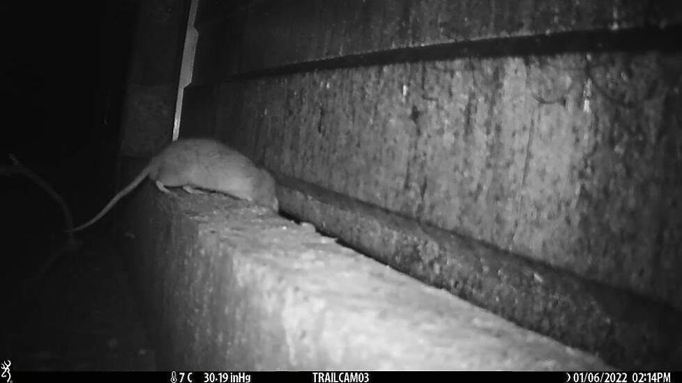 Een rat die de overdekte uitloop binnenkomt, gespot door een wildcamera.