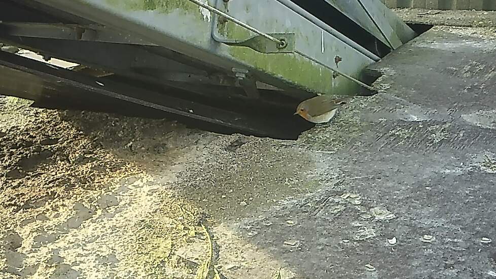 Vogeltjes gaan in en uit bij de mestbanden.