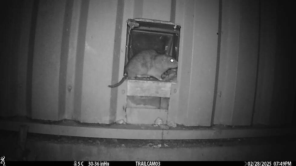 Een rat vreet isolatiemateriaal weg via een kattenluikje om in de spouwmuur te komen.